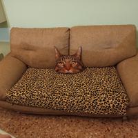 coppia divani due posti 