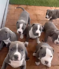Cuccioli di Amstaff Blue