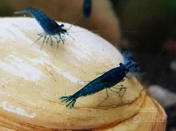 Caridine Red Cerry e Blu Dream non selezionate