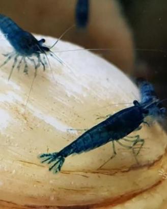 Caridine Red Cerry e Blu Dream non selezionate