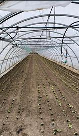 centine serre scatolato 