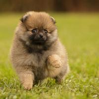 Spitz di pomerania -