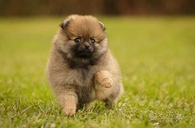 Spitz di pomerania -