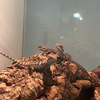 Animali allevati a mano