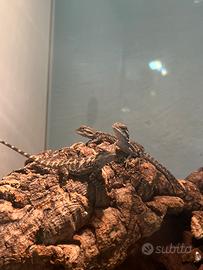 Animali allevati a mano