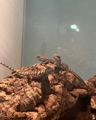 Animali allevati a mano