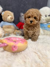 Splendidi cuccioli di Barboncino maschi e femmine