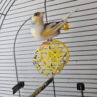 Canarino maschio con gabbia