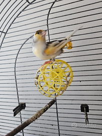 Canarino maschio con gabbia