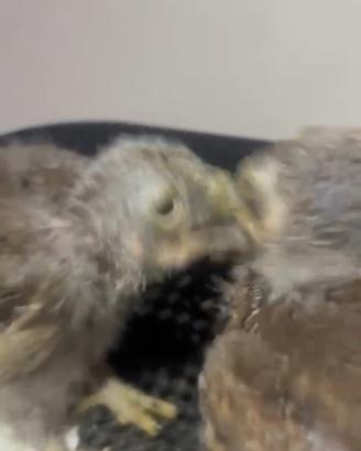 Pulli rapaci civetta pigmea brasiliana