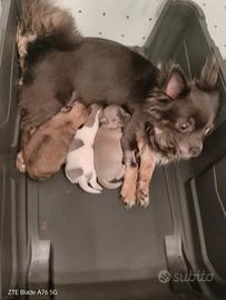 Cuccioli chihuahua in prenotazione
