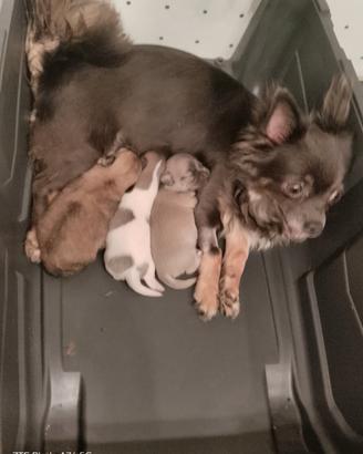Cuccioli chihuahua in prenotazione