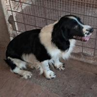 Springer nero bianco