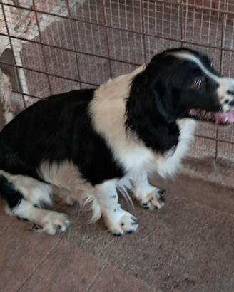 Springer nero bianco