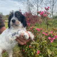 Cuccioli Setter Inglese - linea da beccaccini