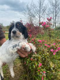 Cuccioli Setter Inglese - linea da beccaccini