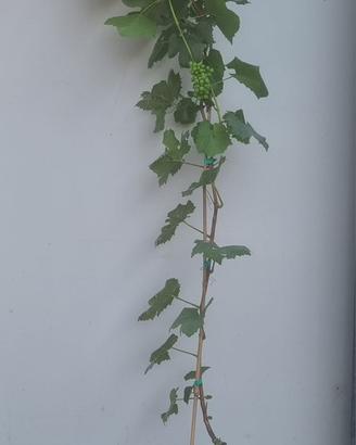 Barbatelle di vite in vaso