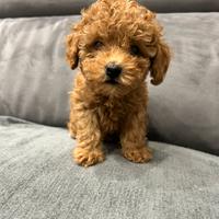 Barboncino Toy Fulvo