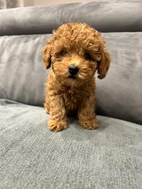 Barboncino Toy Fulvo