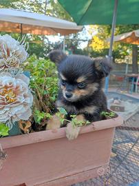 Bruno chihuahua toy pelo lungo