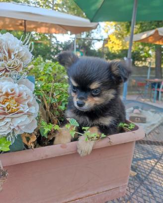 Bruno chihuahua toy pelo lungo