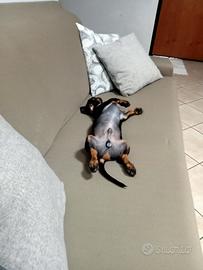 bassotto 