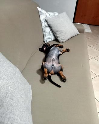 bassotto 