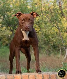 American pitbull terrier