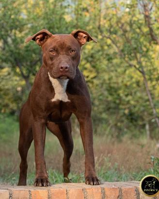 American pitbull terrier