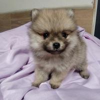 Spitz tedesco volpino nano