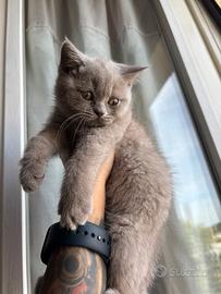 Cucciole British shorthair