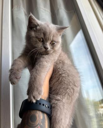Cucciole British shorthair
