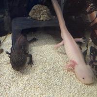 Coppia axolotl con cites