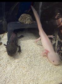 Coppia axolotl con cites