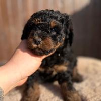 Artù maschietto Phantom