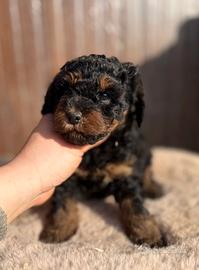 Artù maschietto Phantom