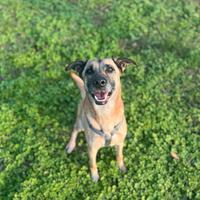 LINDA incrocio malinois