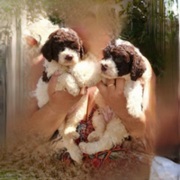 Lagotto romagnolo con pedigree