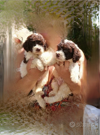 Lagotto romagnolo con pedigree