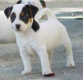 Jack Russell