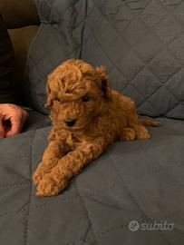 Barboncino toy pedigree enci