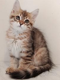 Cucciolo gatto siberiano