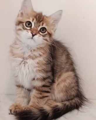 Cucciolo gatto siberiano