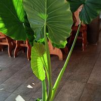 Pianta Alocasia