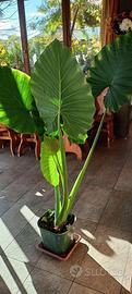 Pianta Alocasia