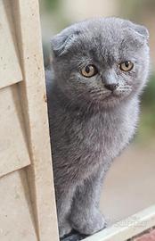 Cucciola scottish fold 