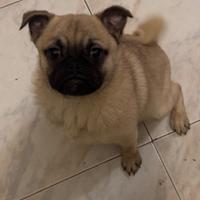 Cucciolo carlino