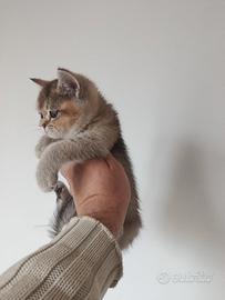 Cuccioli di gattini scottish straight