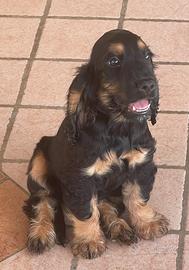 Cocker
