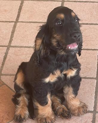Cocker